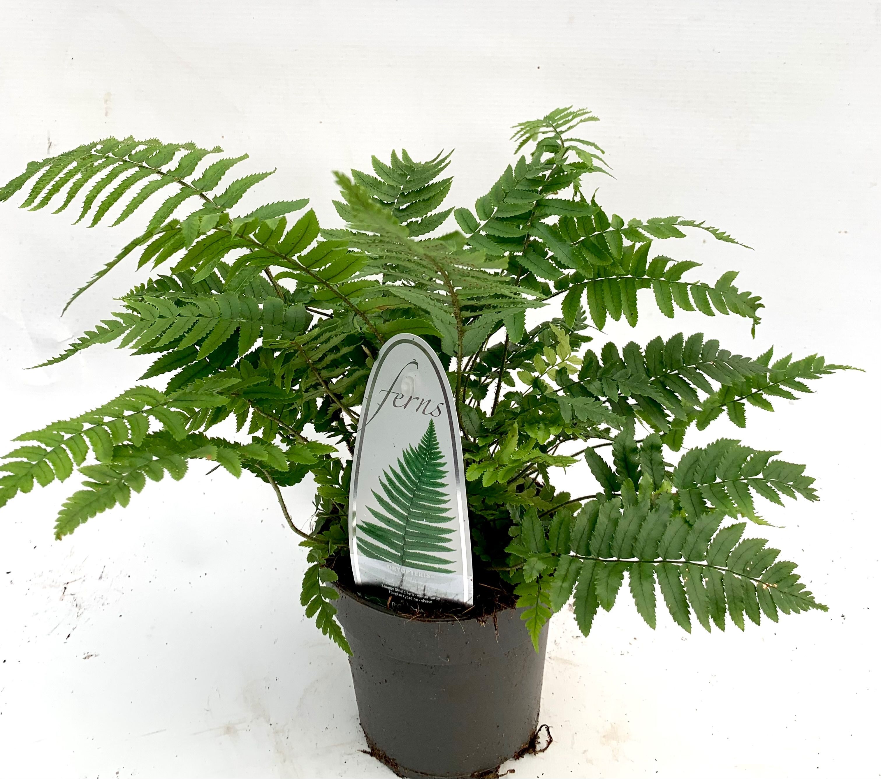 Dryopteris affinis 'Atrata'