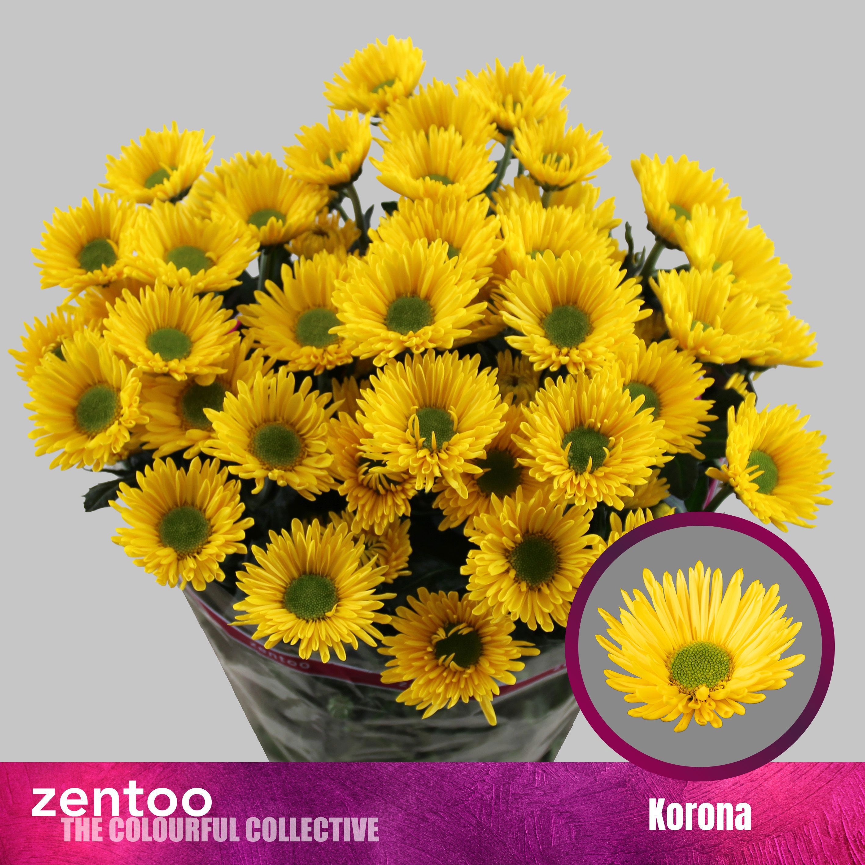 Chrys Spray Korona 80gram