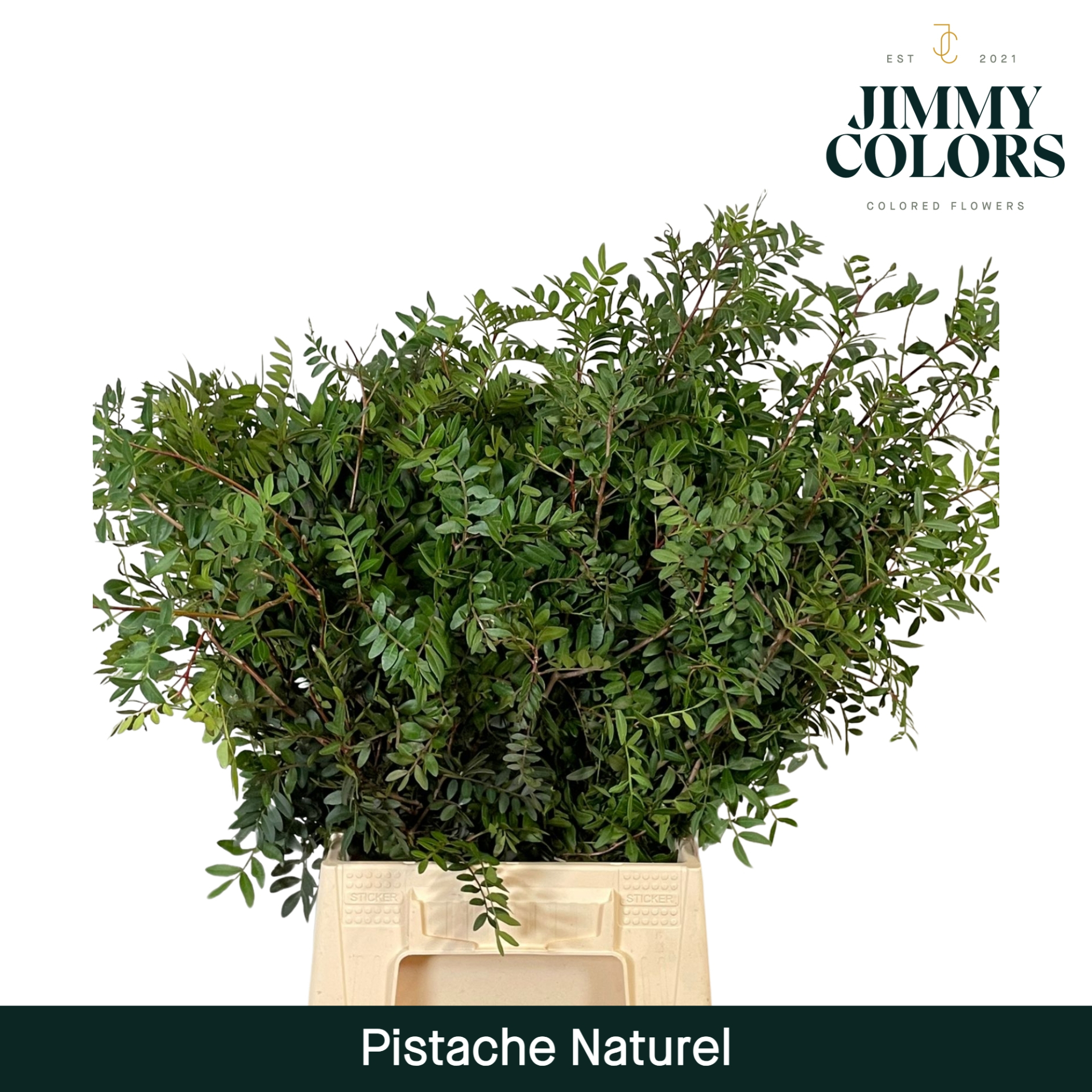 Pistache L45 Naturel