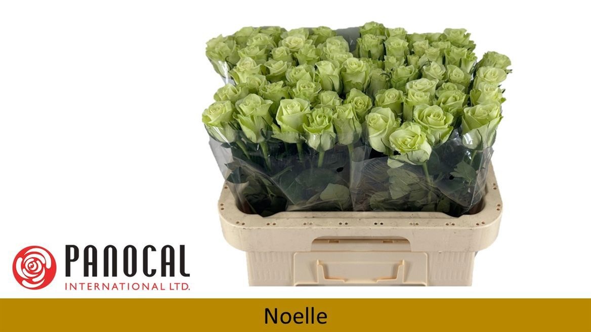 R Gr Noelle!
