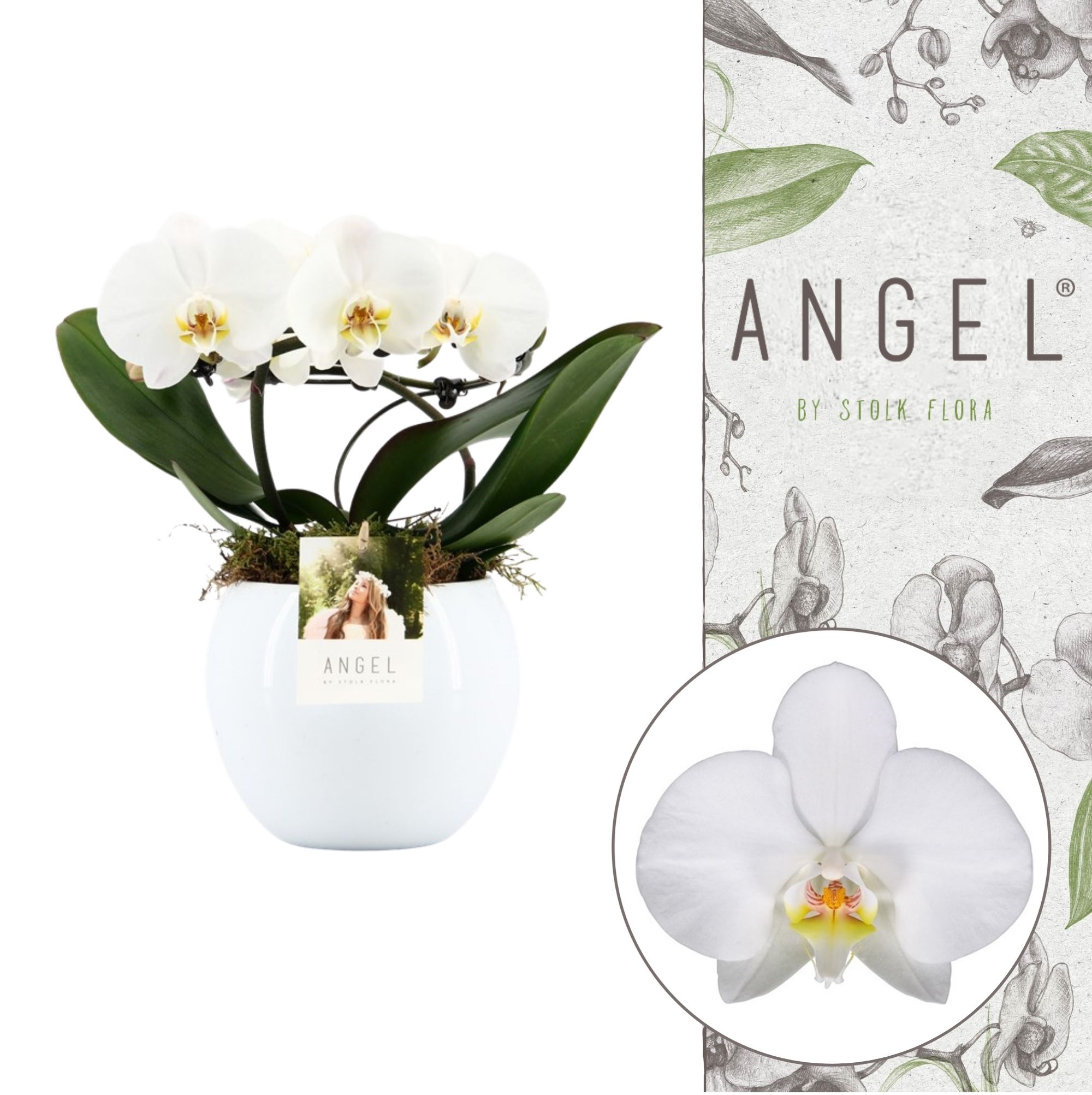 Picture of Phalaenopsis hybrid Angel in Lisa White ceramic P12 2 spikes 14+ flowers height 40 cm