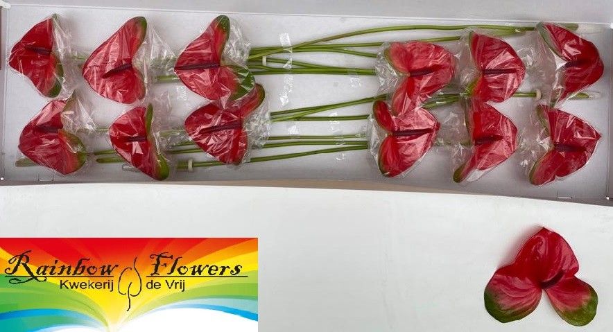 Anthurium Mars 13Ø