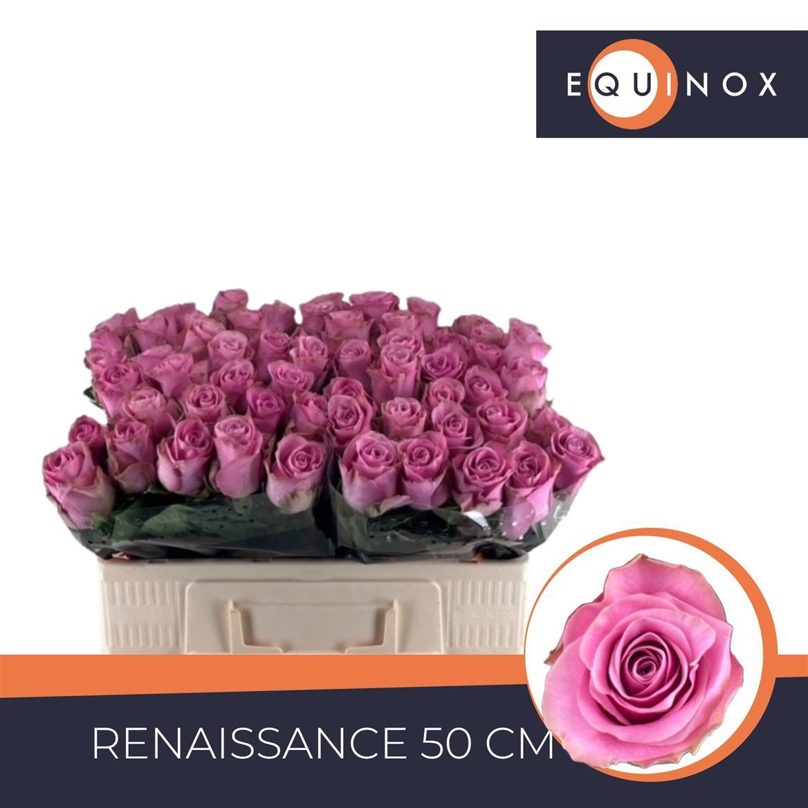 R Gr Renaissance
