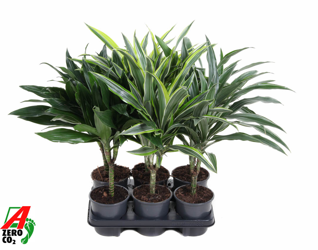 Picture of Dracaena stem 15cm P13 50CM