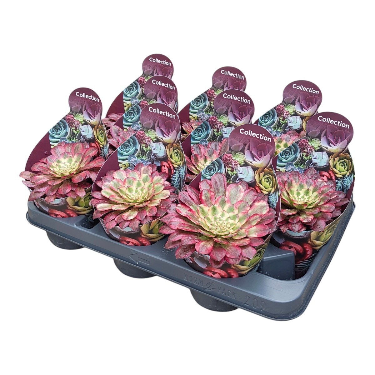 Aeonium overig - Aeonium