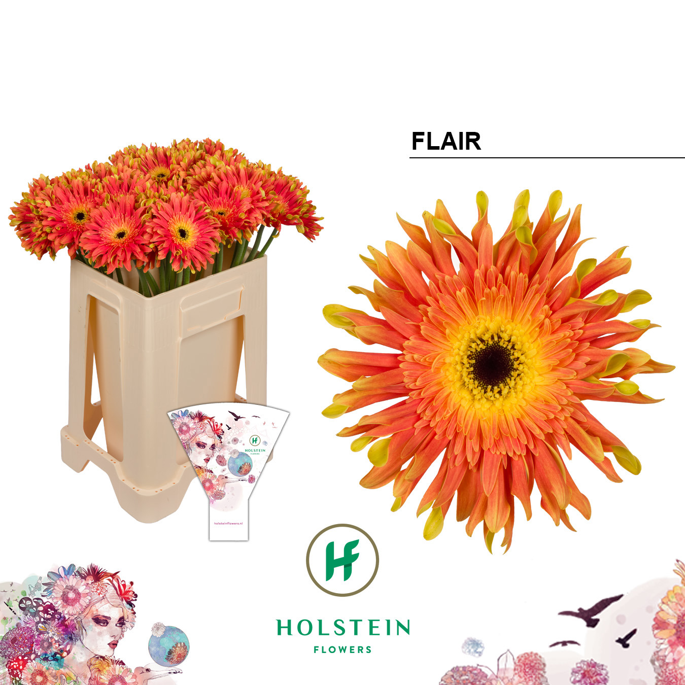 Gerbera Pasta Flair Water