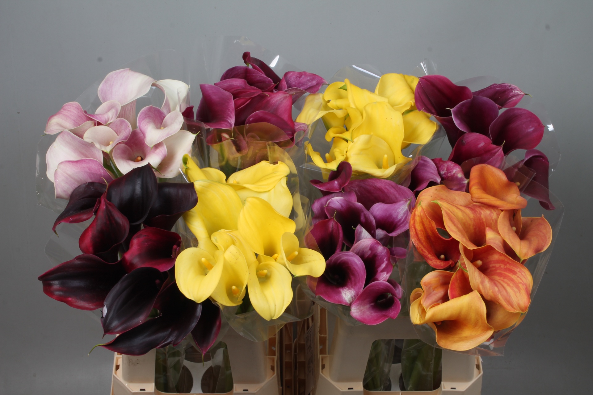 Calla Assorted 60cm