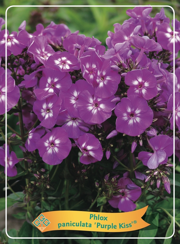 Picture of Phlox paniculata mix 6x10 srt. per shelve P11