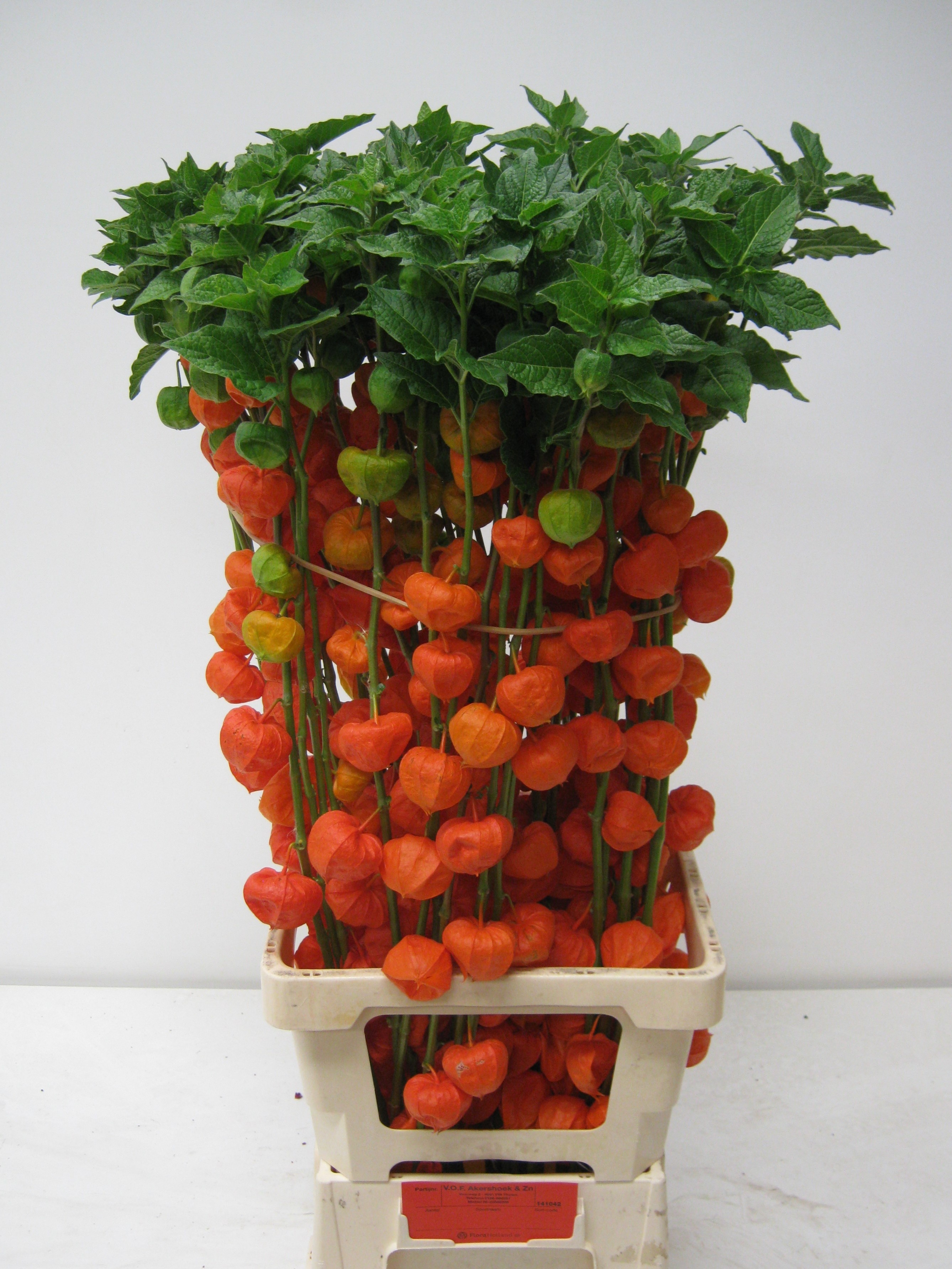Physalis Lampion Tak