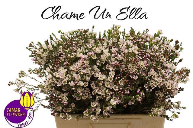 Chamelaucium Ella White 50cm 15gram