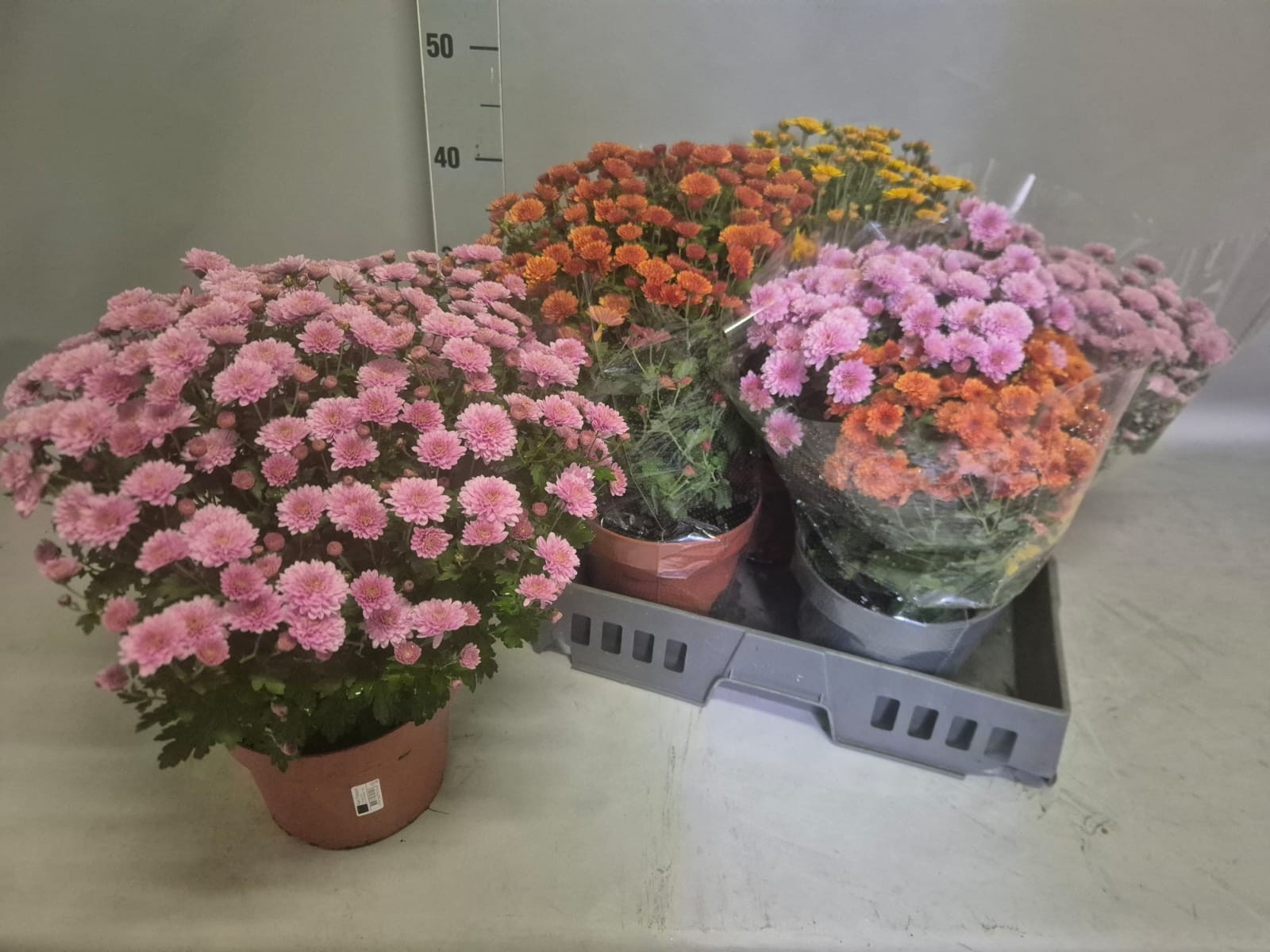 Chrys Overig 19Ø 40cm
