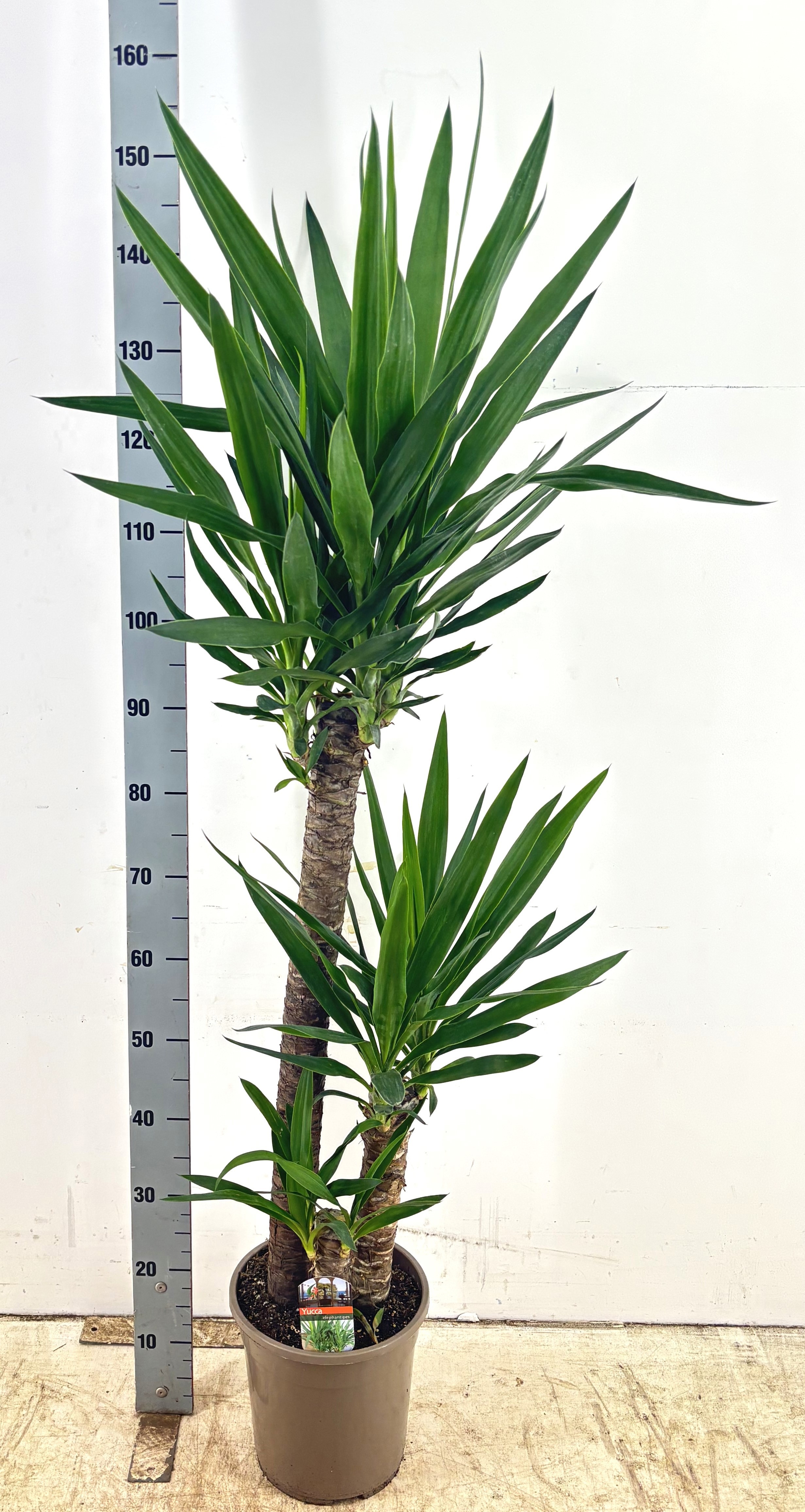 Yucca 24P 140H 3stek 3kop