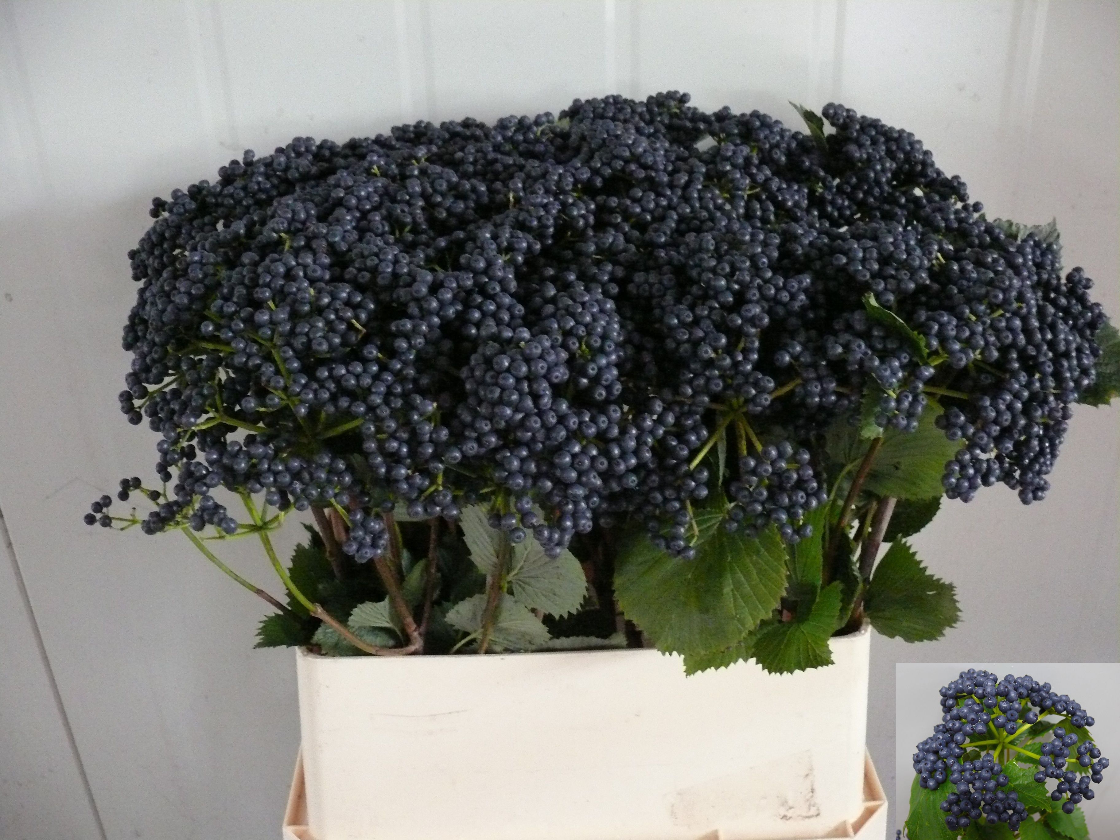 Vibur Blueberry Hill