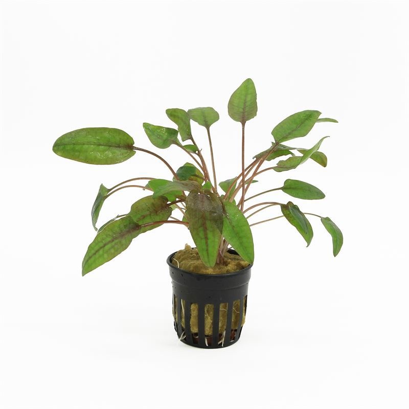 Cryptocoryne walkerii