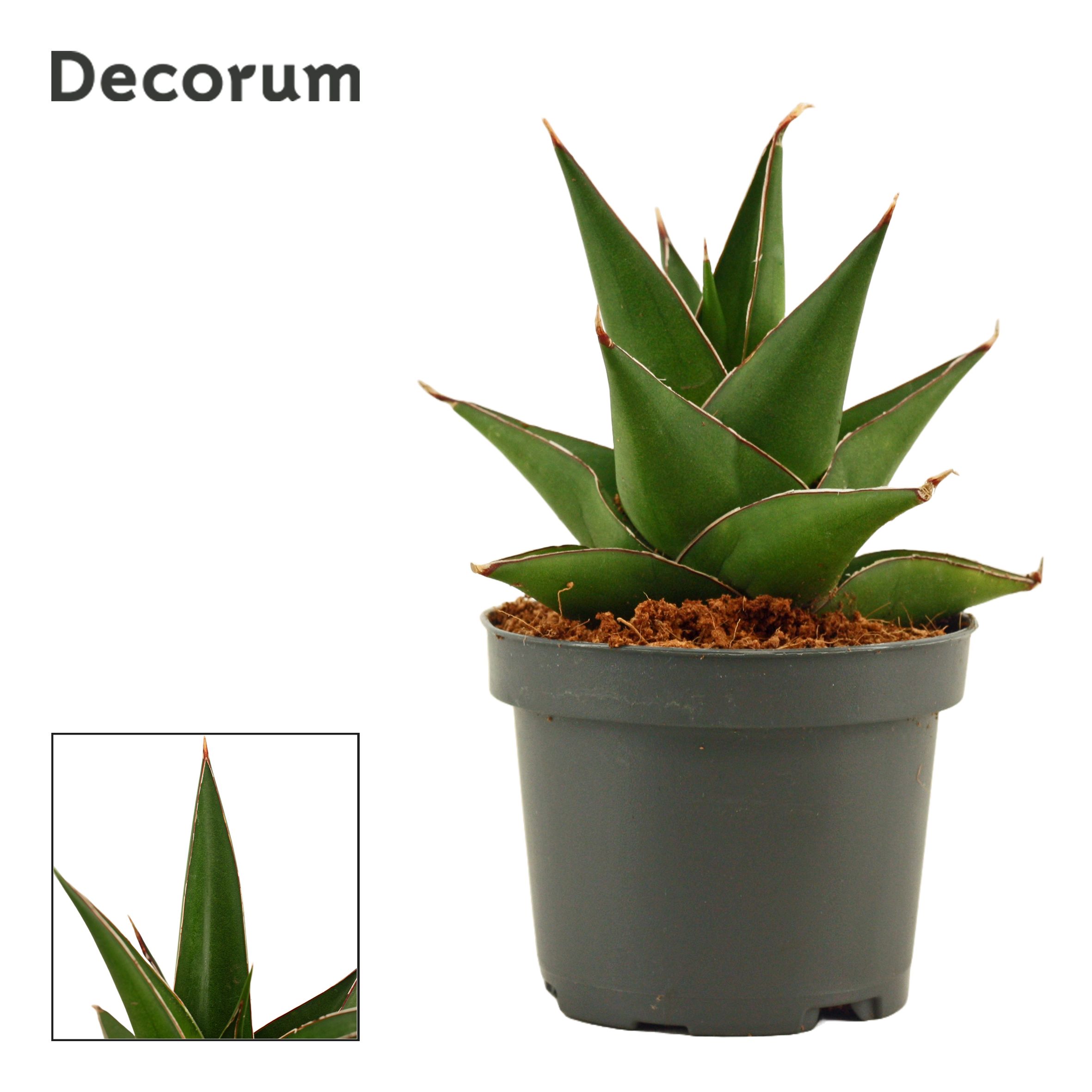 Sansevieria Abbey Crown (Decorum)