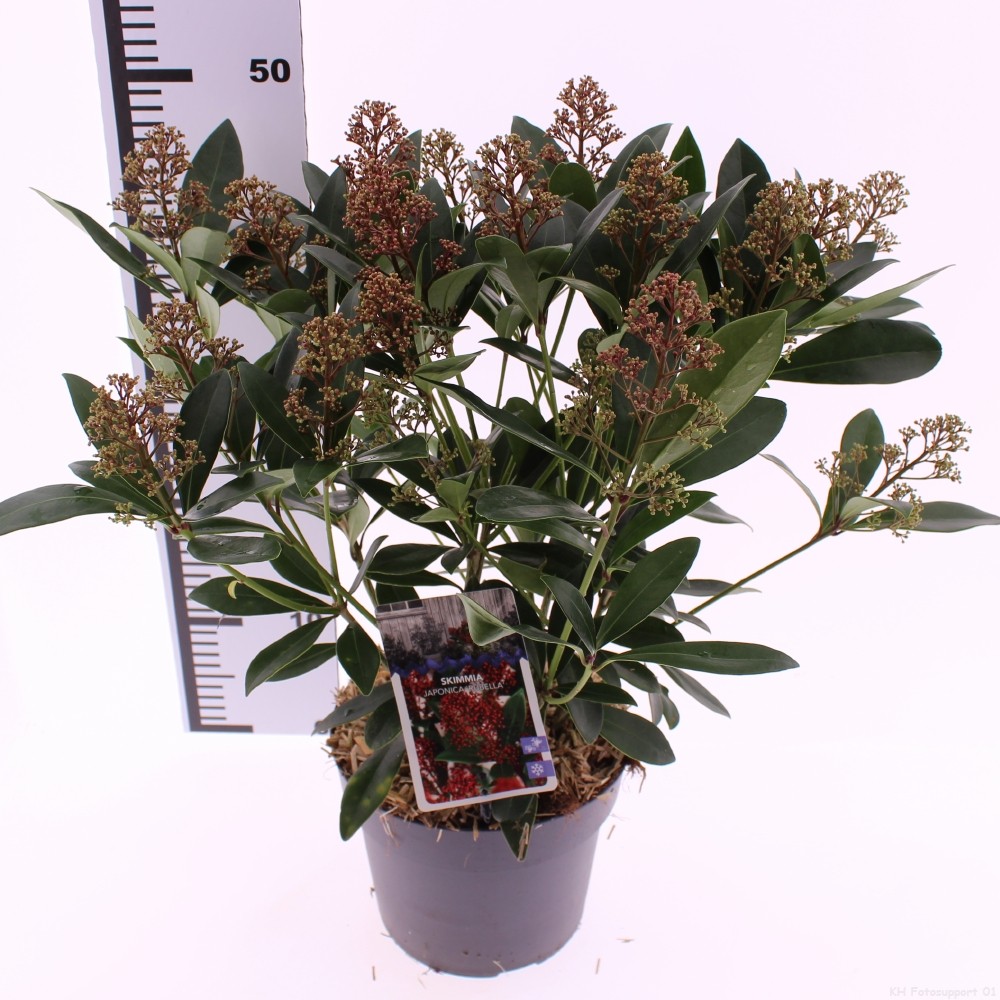 Picture of Skimmia jap. 'Rubella'