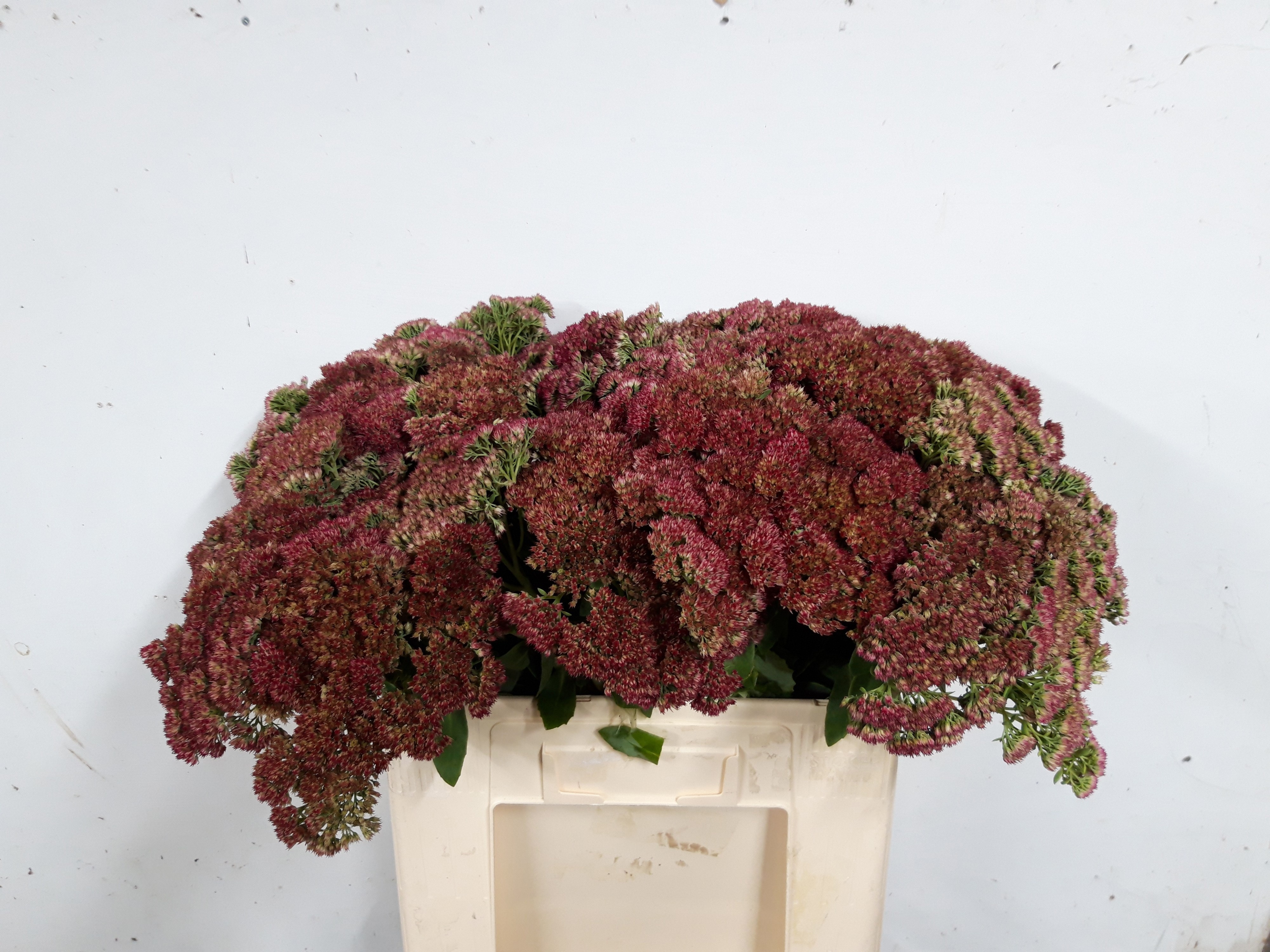 Sedum Spect Pink 50cm