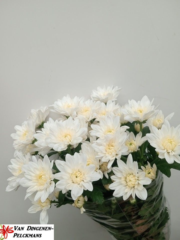 Chrys Spray Baltica 95gram