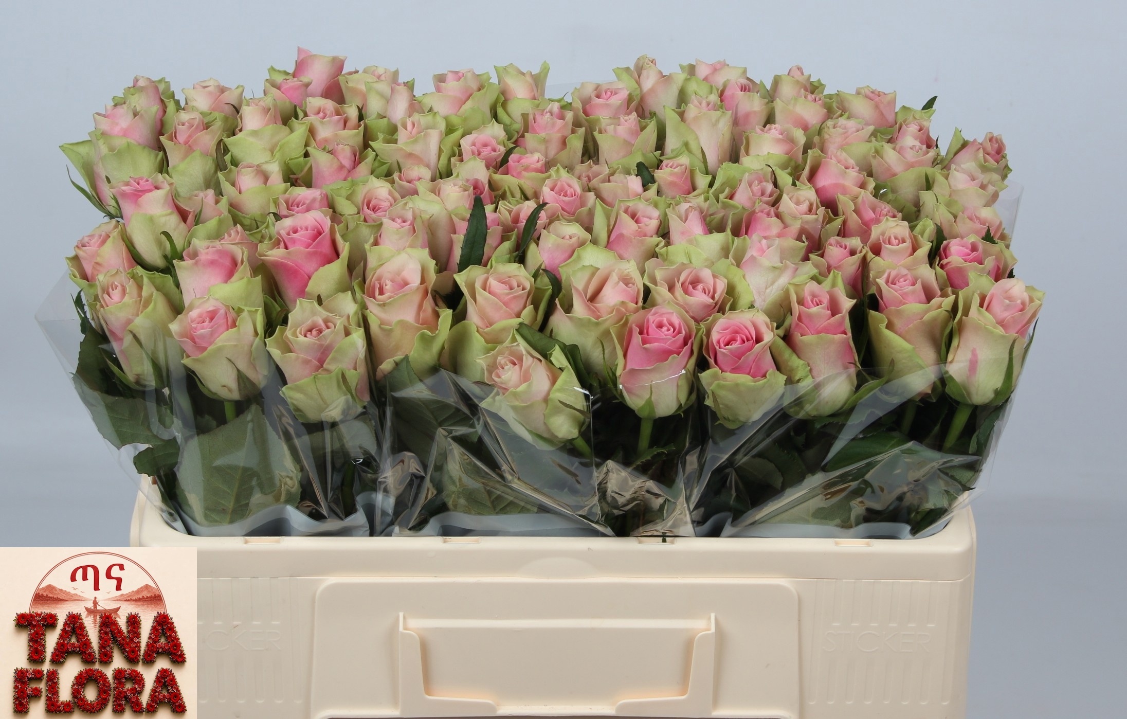 R Gr Belle Rose