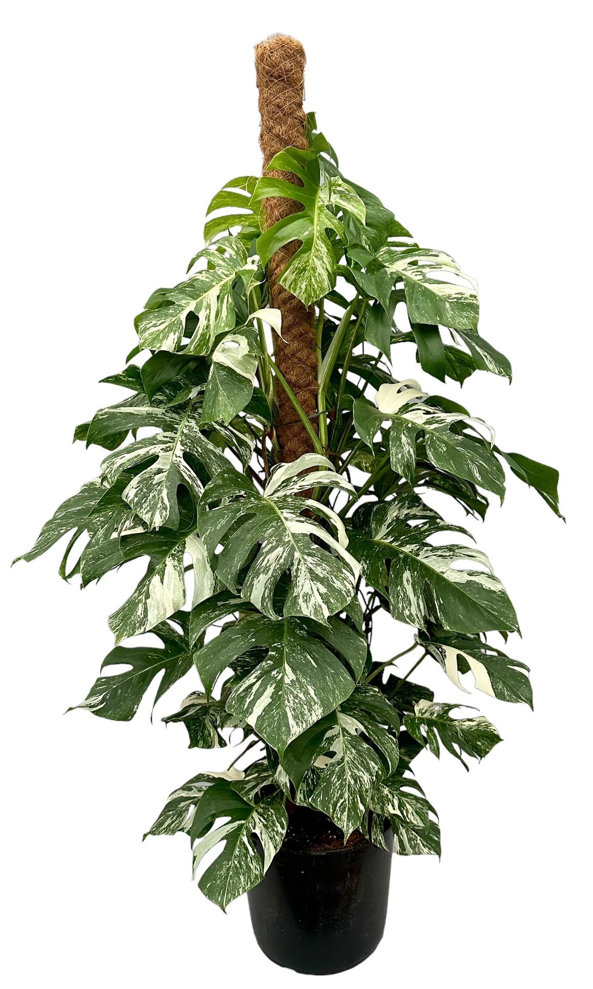 Picture of monstera deliciosa variegata P32 150CM (LOOSE)