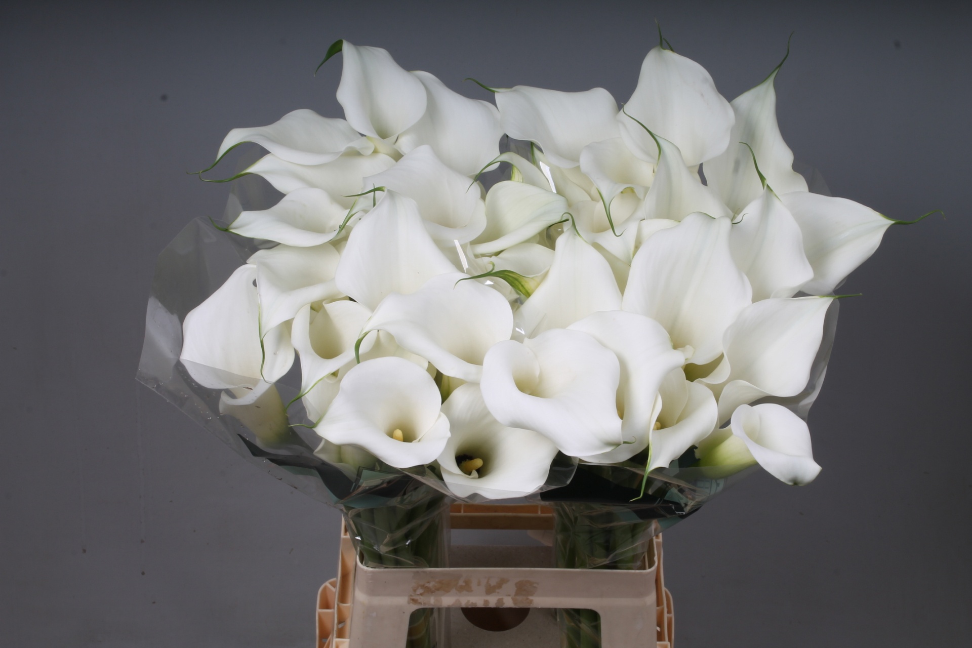 Calla White Art 80cm