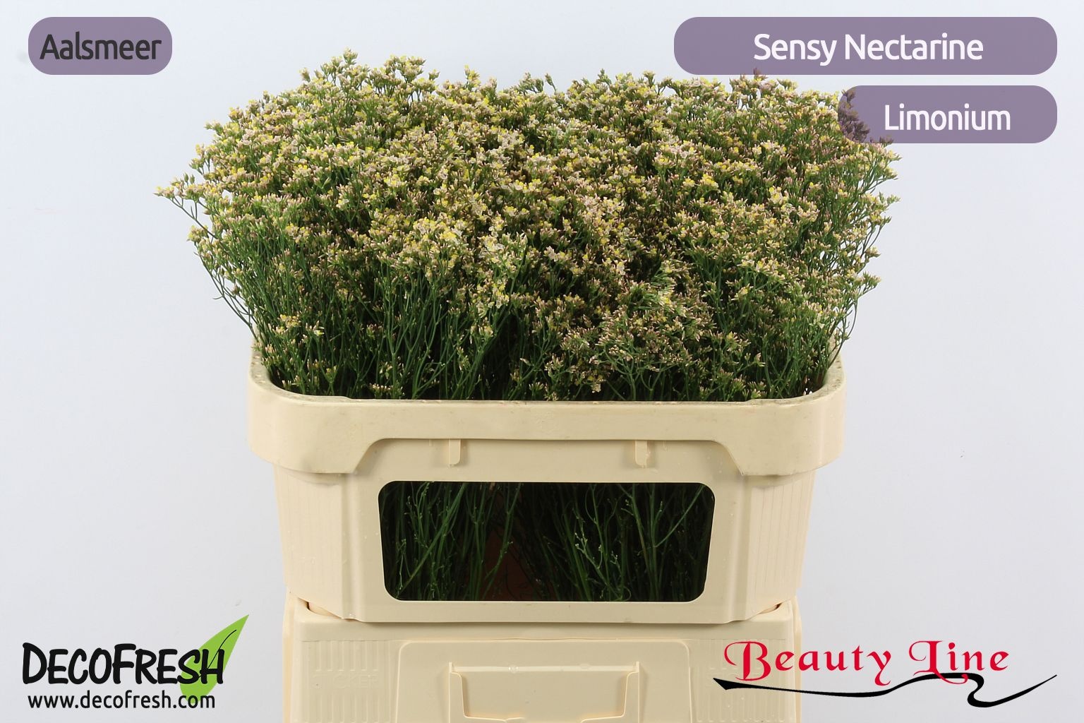 Limonium Sin Nectarine 70cm 20gram