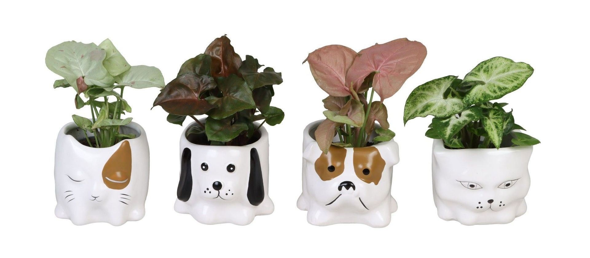 Syngonium L 66656 with Syngonium Mix