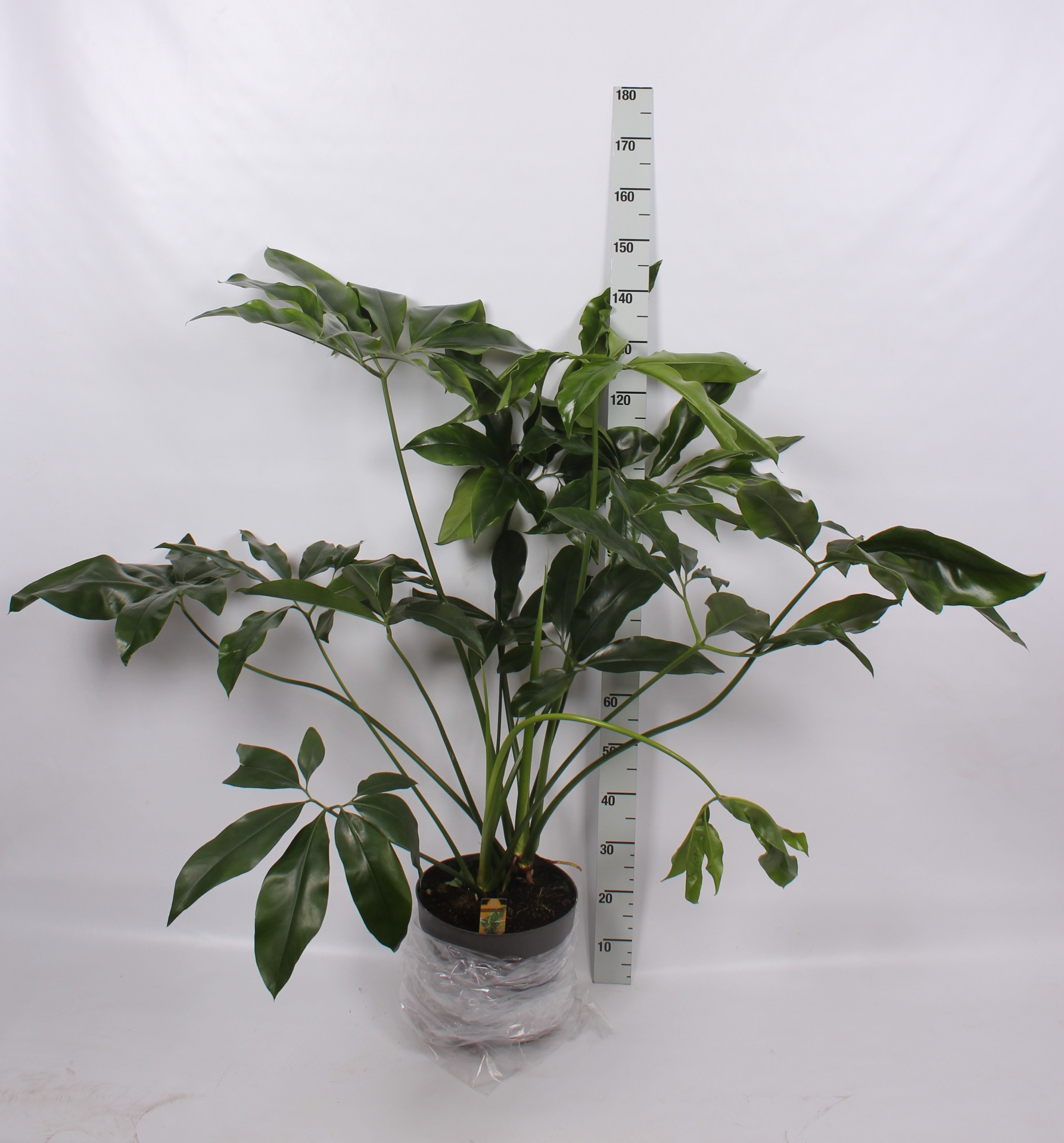 Philodendron 'Fun Bun' PHIL FUN BUN | Gardenline