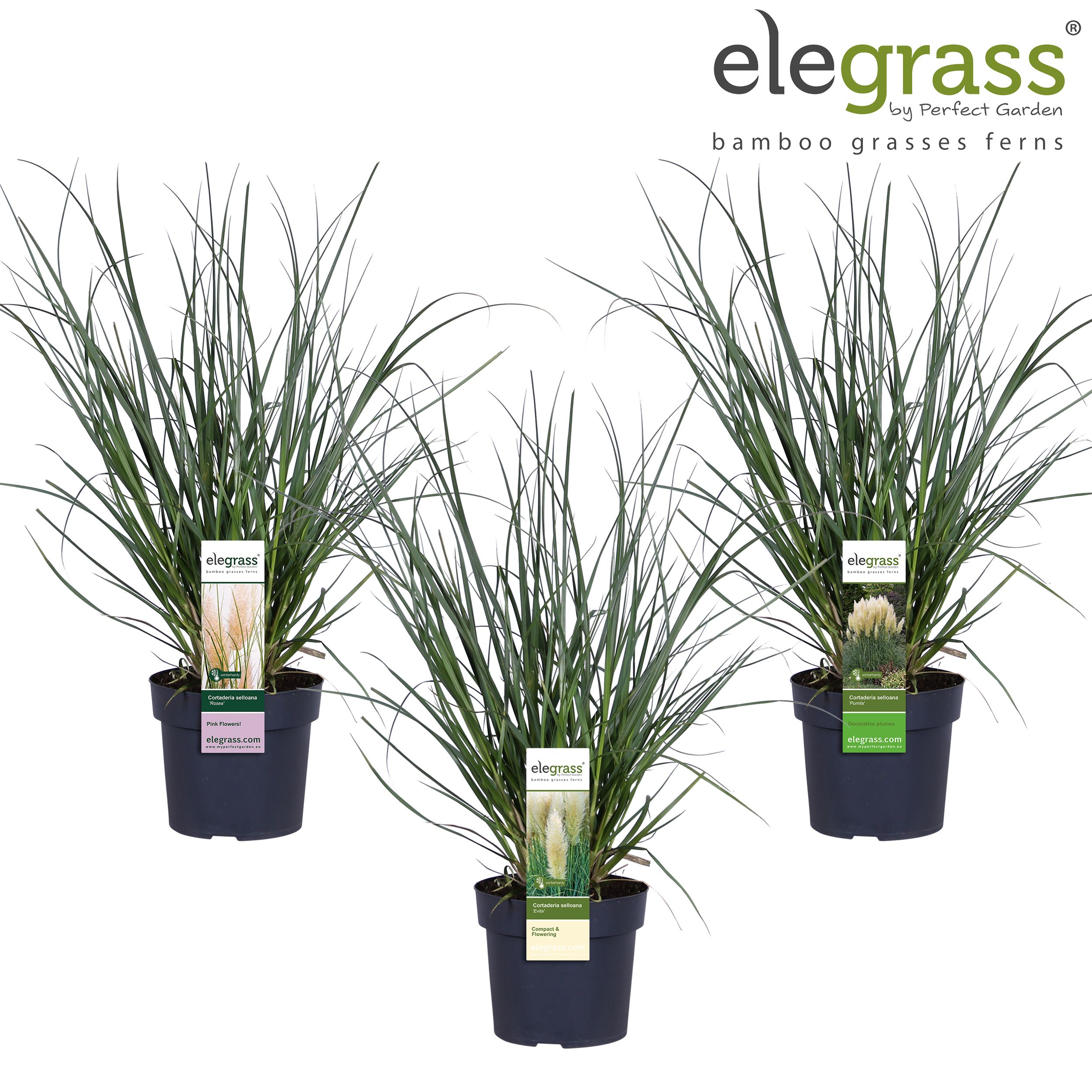 Picture of Cortaderia mix shelve loose P19