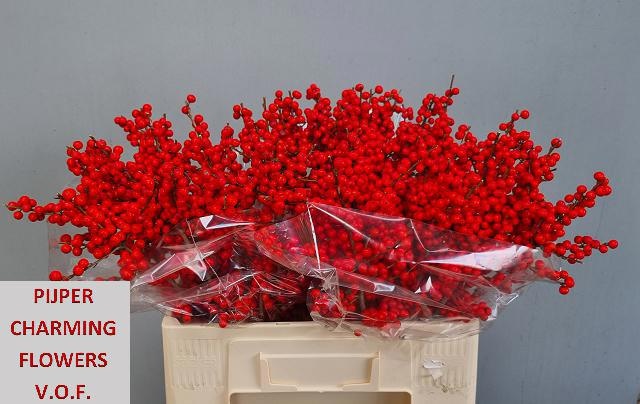 Ilex Verticlilata 60cm