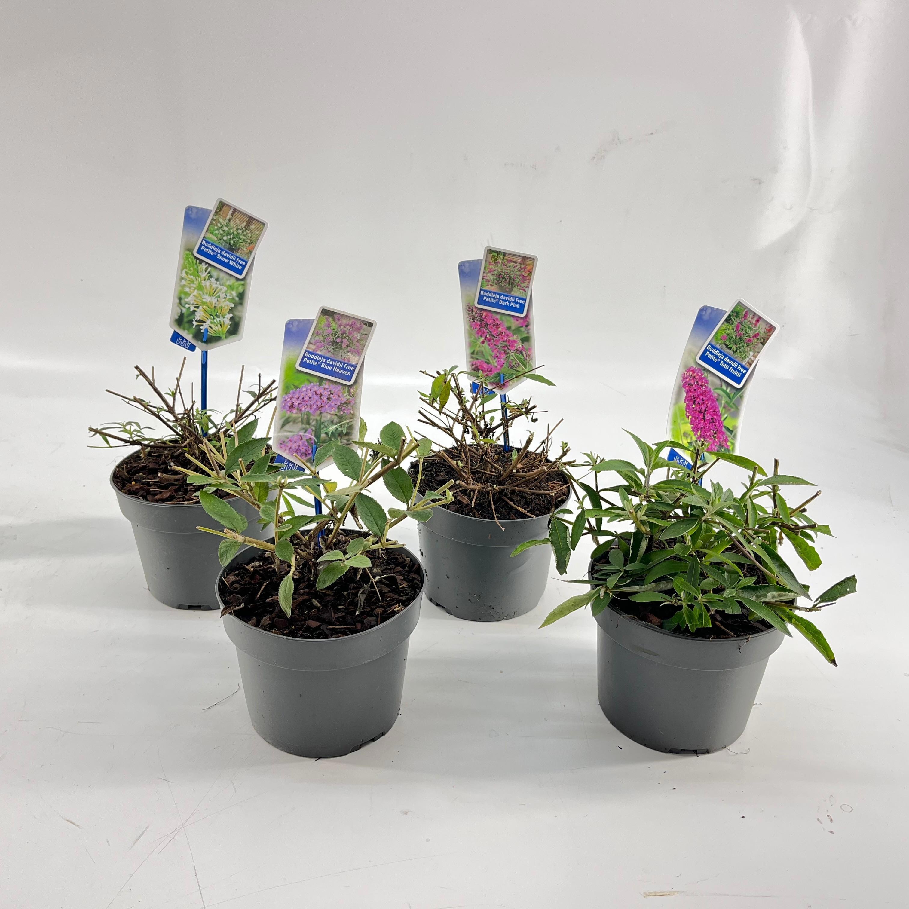 Picture of Buddleja (Free petite) mix P17 (minimum order one layer)