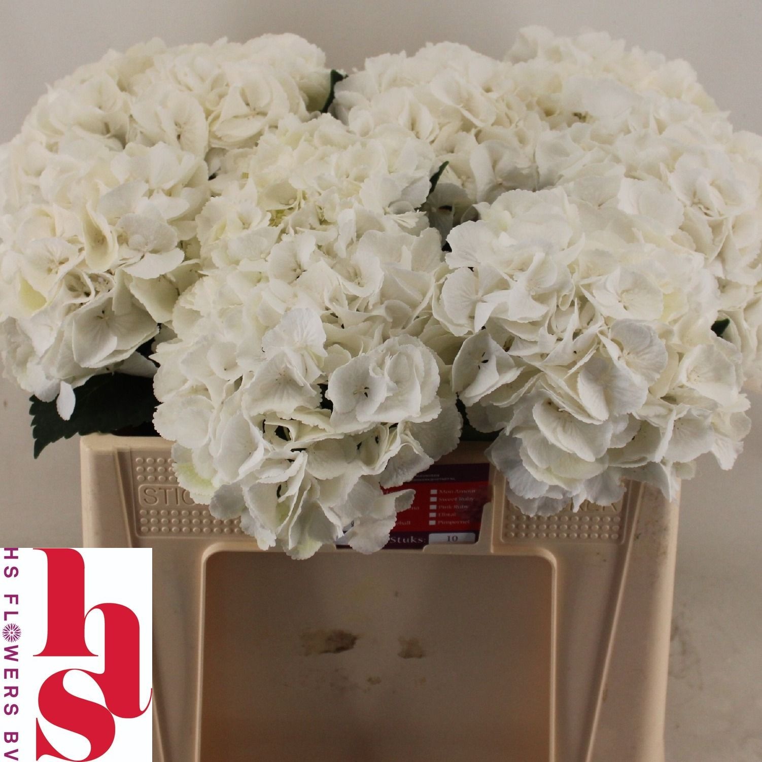 Hydrangea Royal Princess 50cm 16Ø