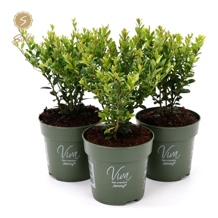 Ilex Crenata Jenny