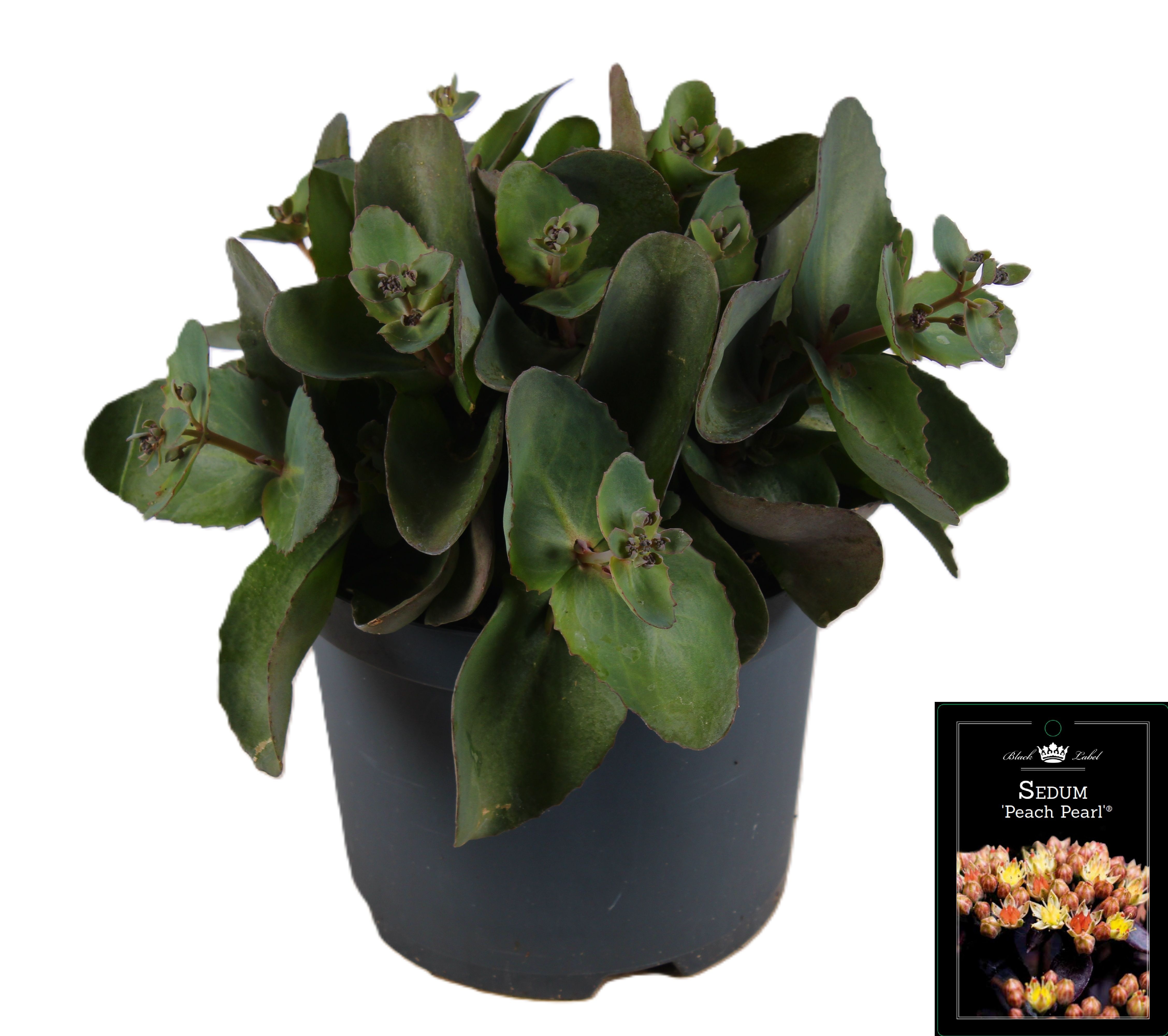 Picture of Sedum Peach Pearls