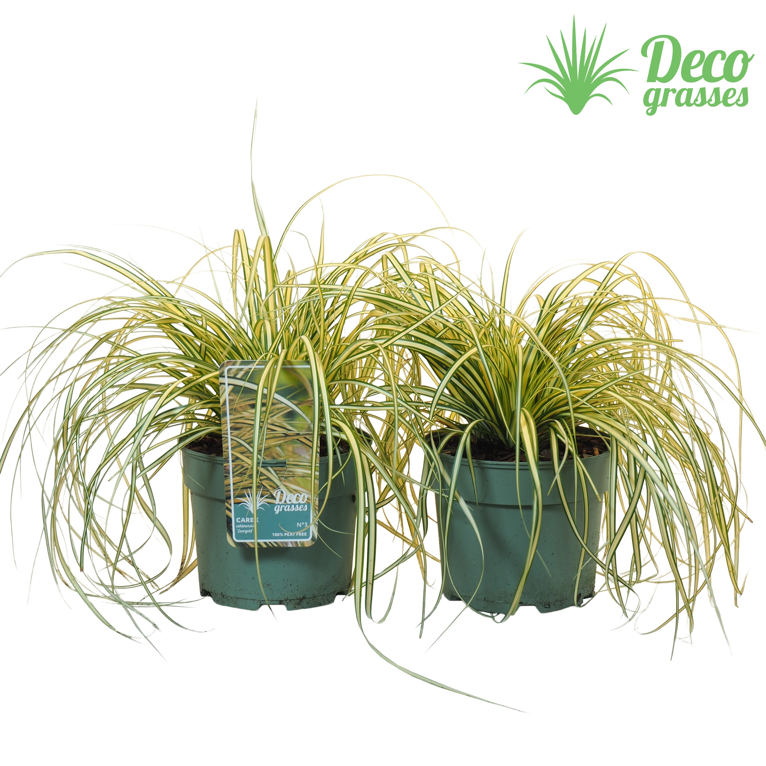 Picture of Carex oshimensis Evergold (PEAT FREE) P19 30CM