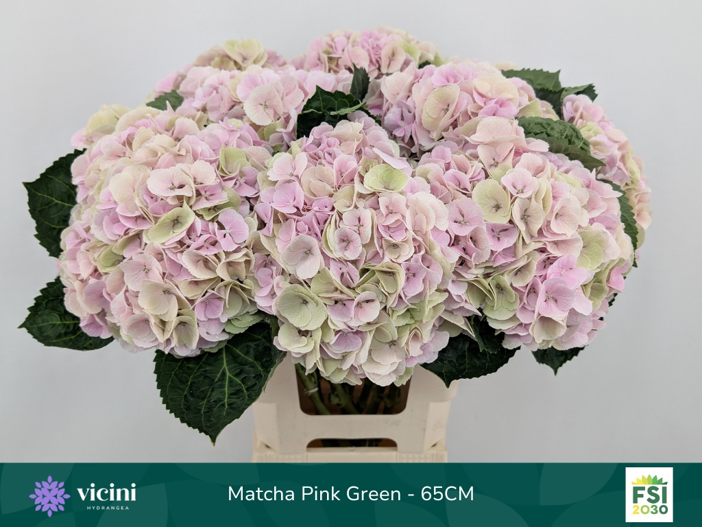 Hydrangea My Matcha Classic 60cm 20Ø