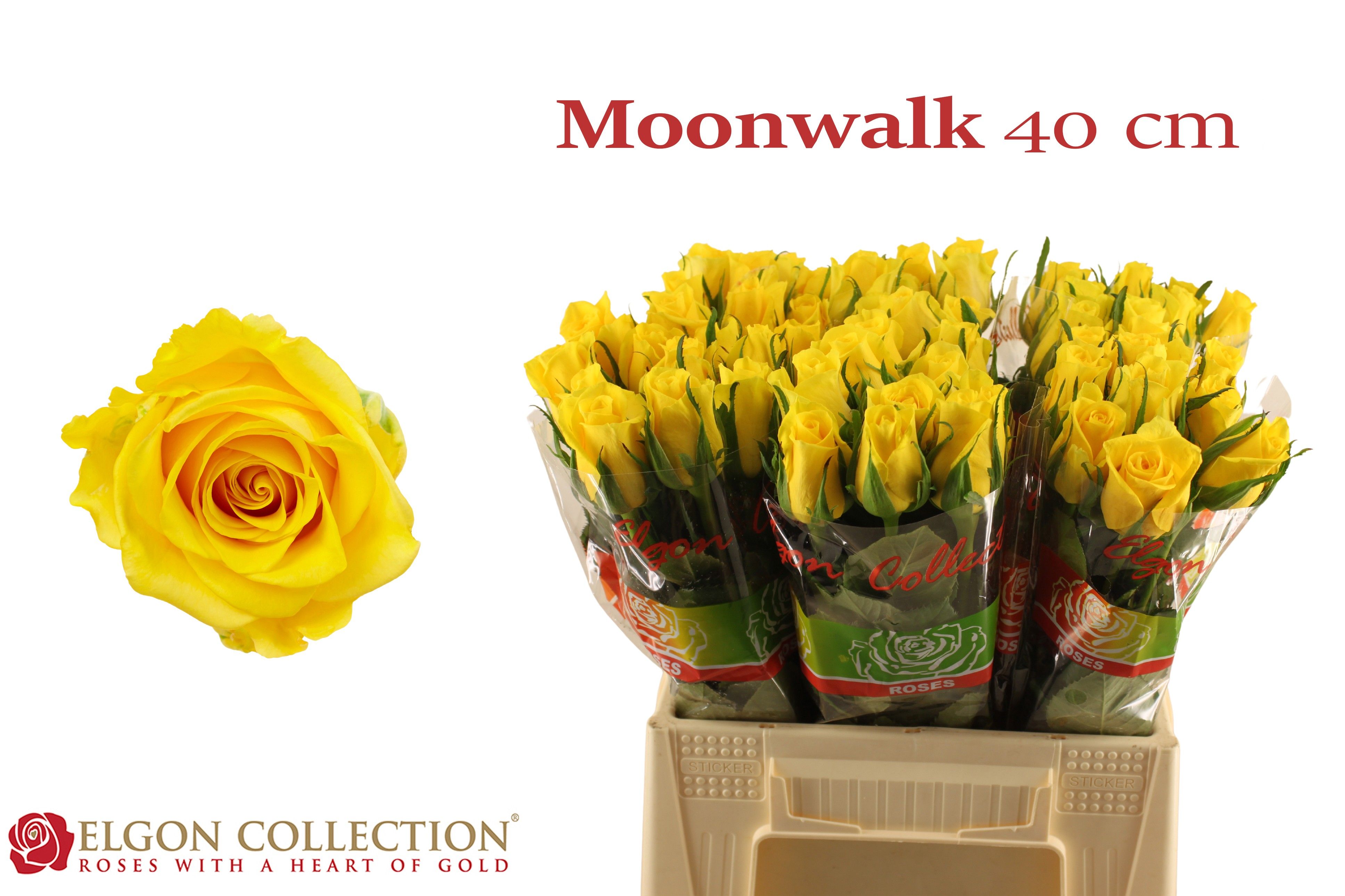 R Gr Moonwalk