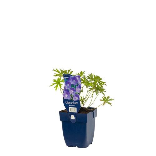 Geranium 'Brookside'