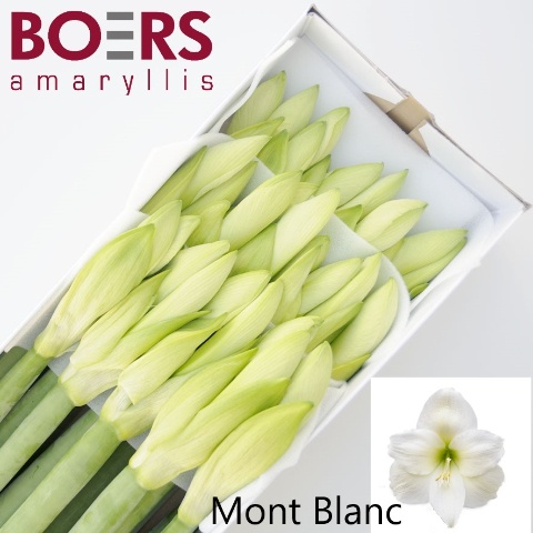 Hippeastrum Mont Blanc 4bl