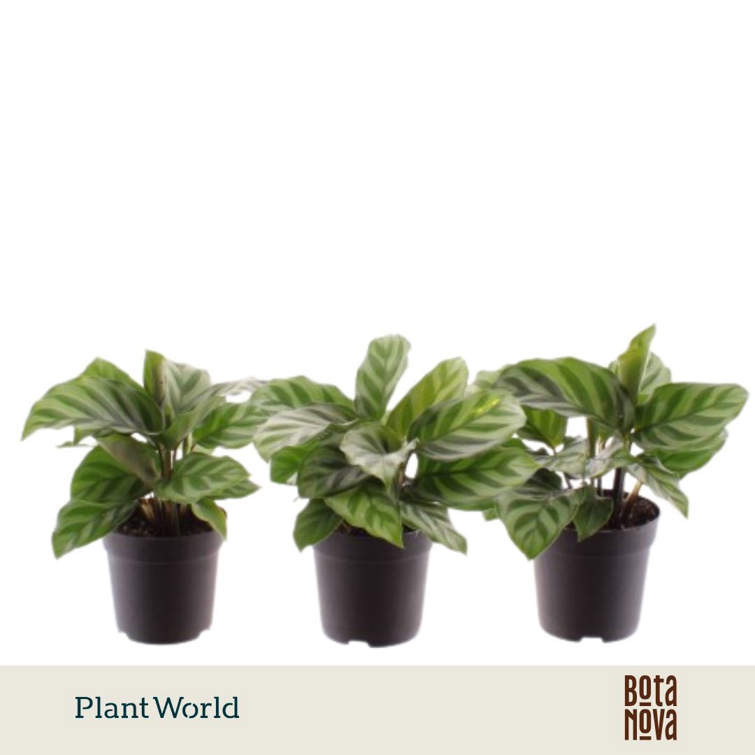 Calathea Freddie 7Ø 15cm