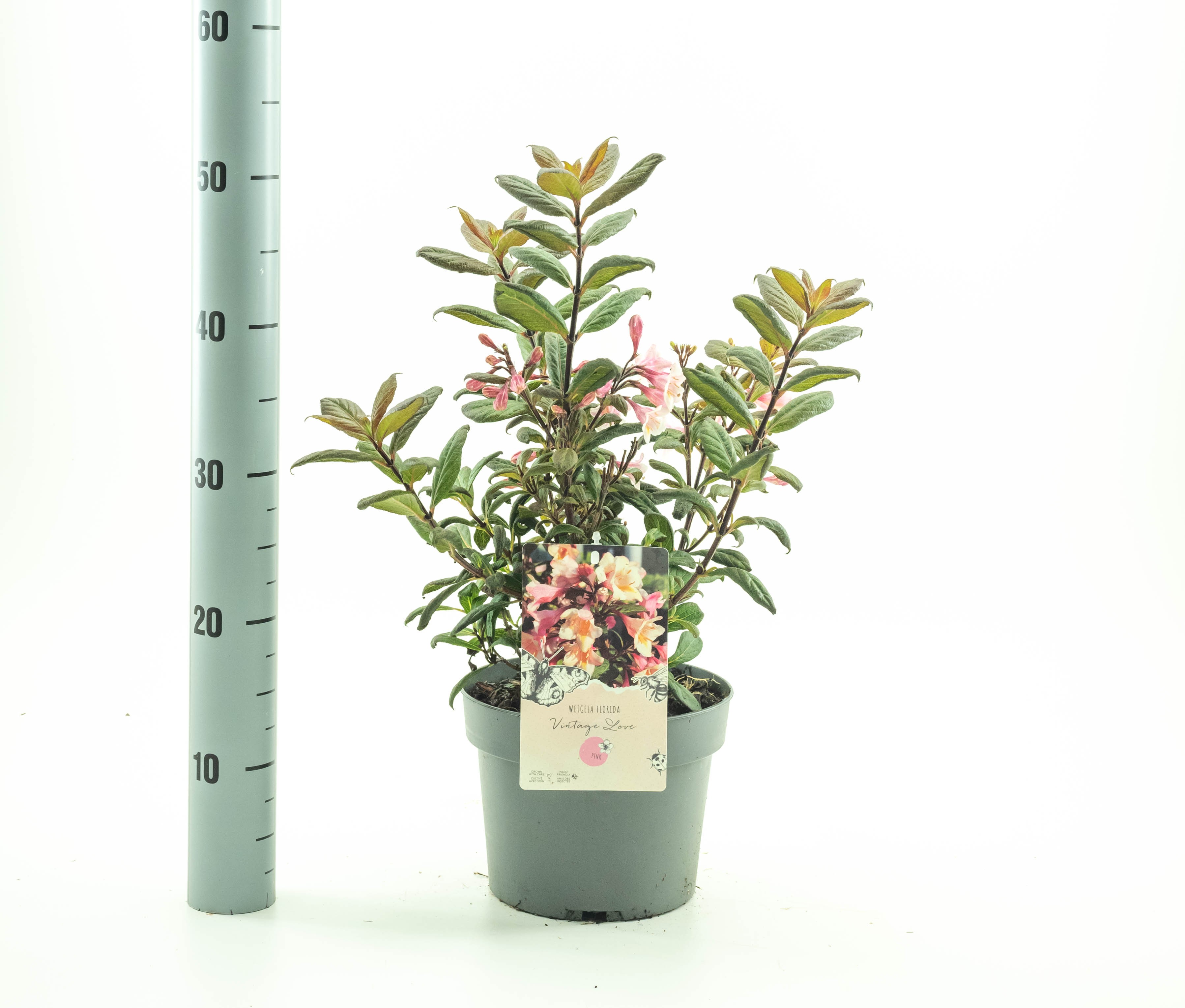 Picture of Weigela flor. Vintage Love P19 (3 Ltr) (LOOSE)