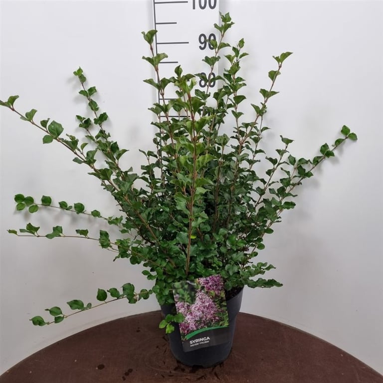 Picture of Syringa meyeri Palibin P29 (10 Ltr) (LOOSE)