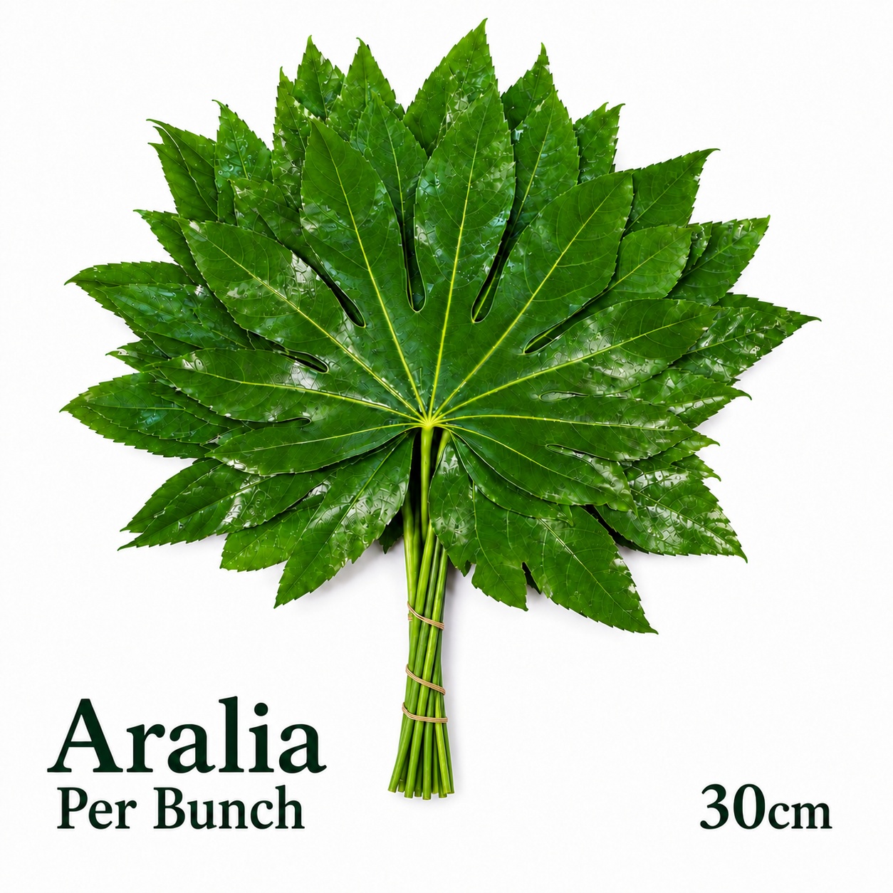 Fatsia Japonica Bs