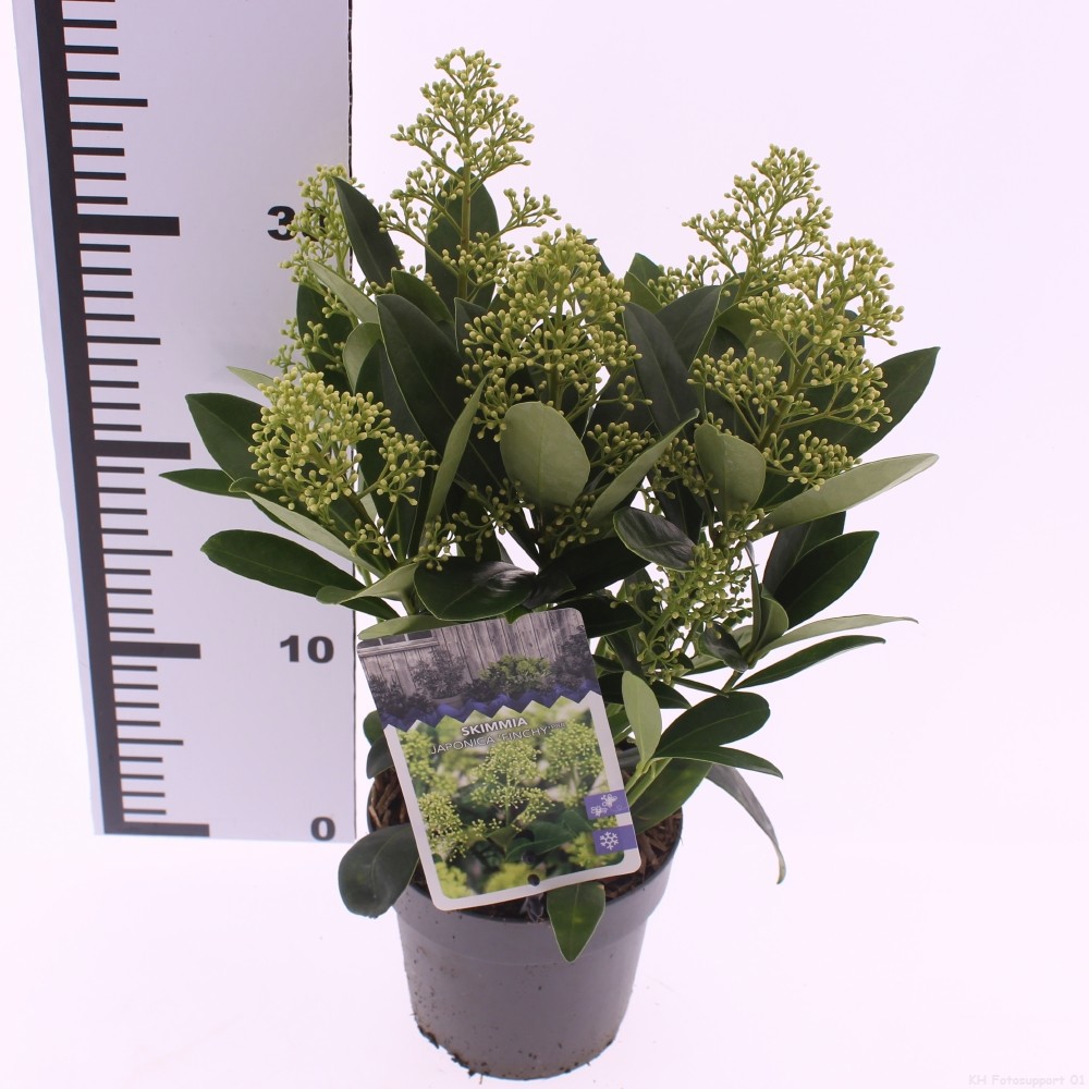 Picture of Skimmia jap. 'Finchy'