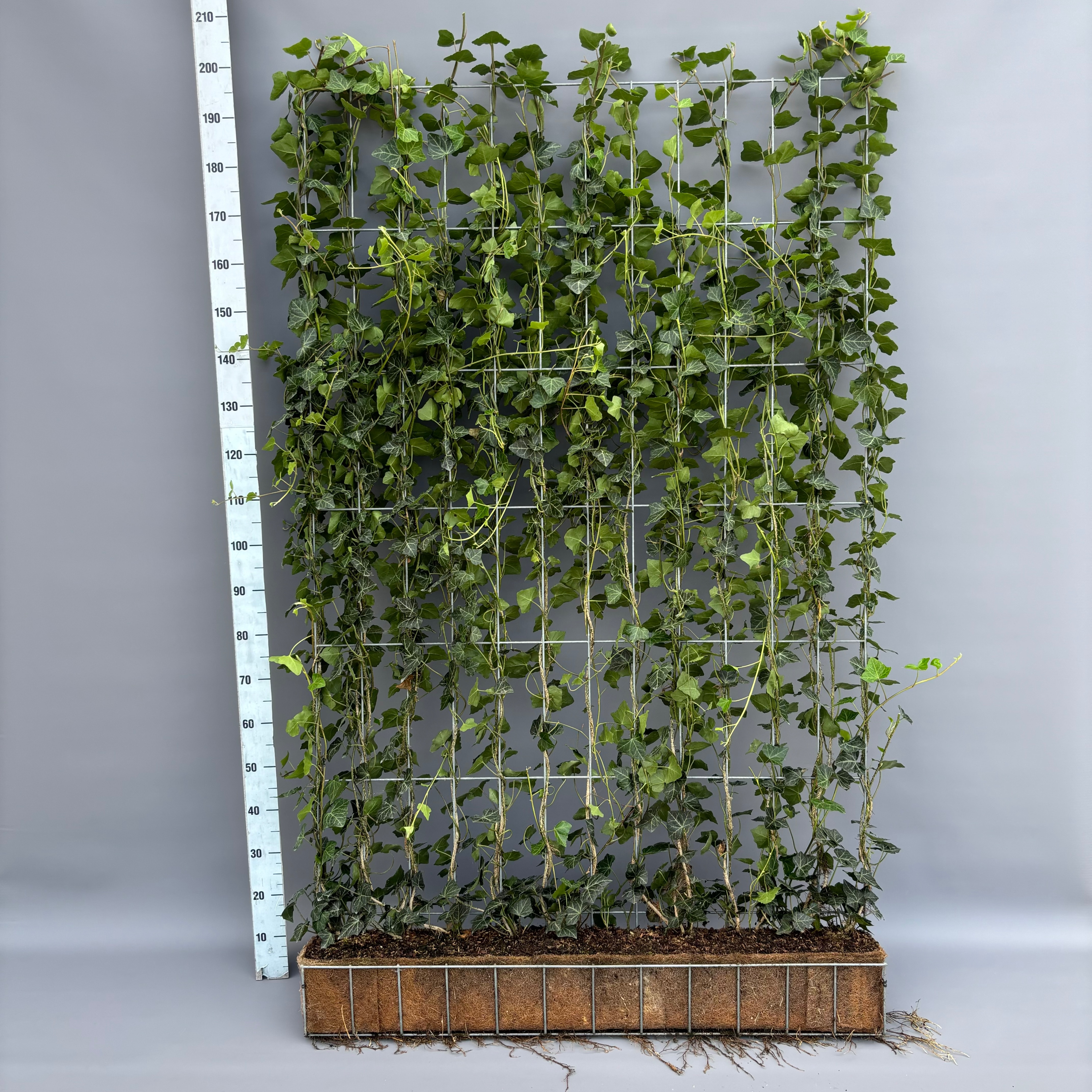 Picture of Hedera helix Woerner Vertical rack 120x200cm 200CM