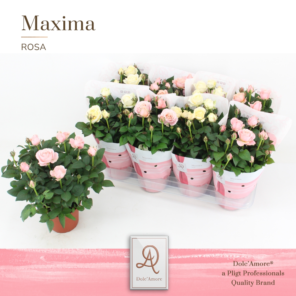 Picture of Rosa Infinity varieties White-Pink Maxima DolcAmore P14 32cm