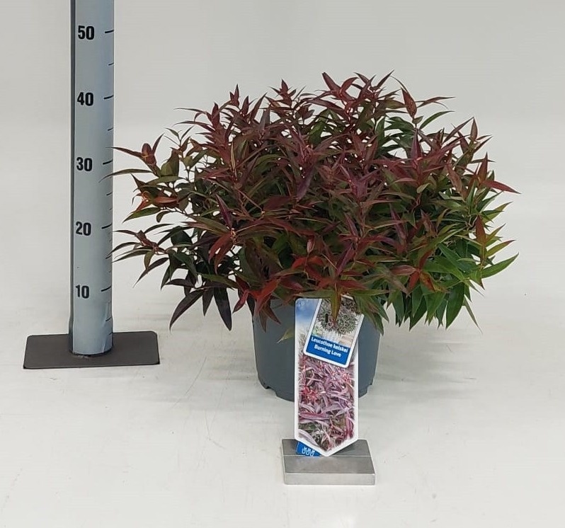 Leucot Ke Burn Love 23Ø 40cm