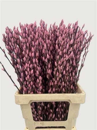 Salix Pussy Willow Orange 70cm