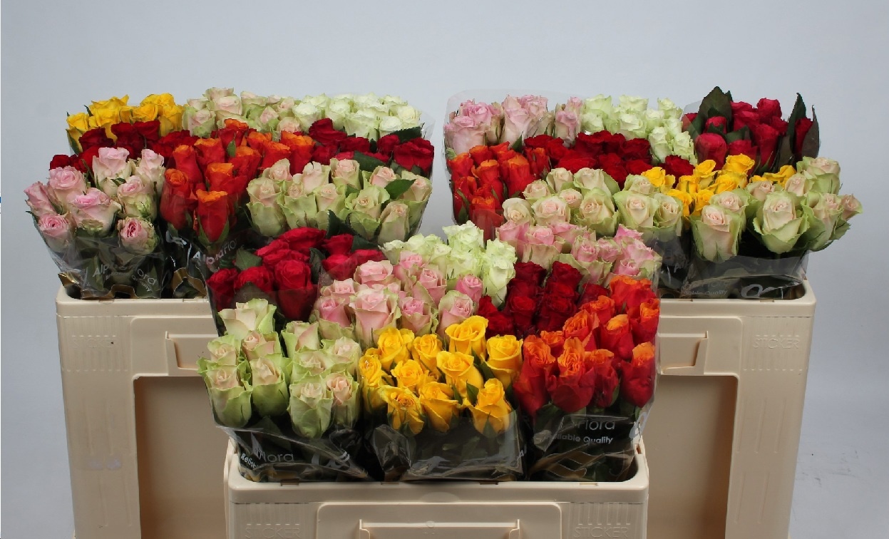 Rosa Sw Mixed In Fust 50cm
