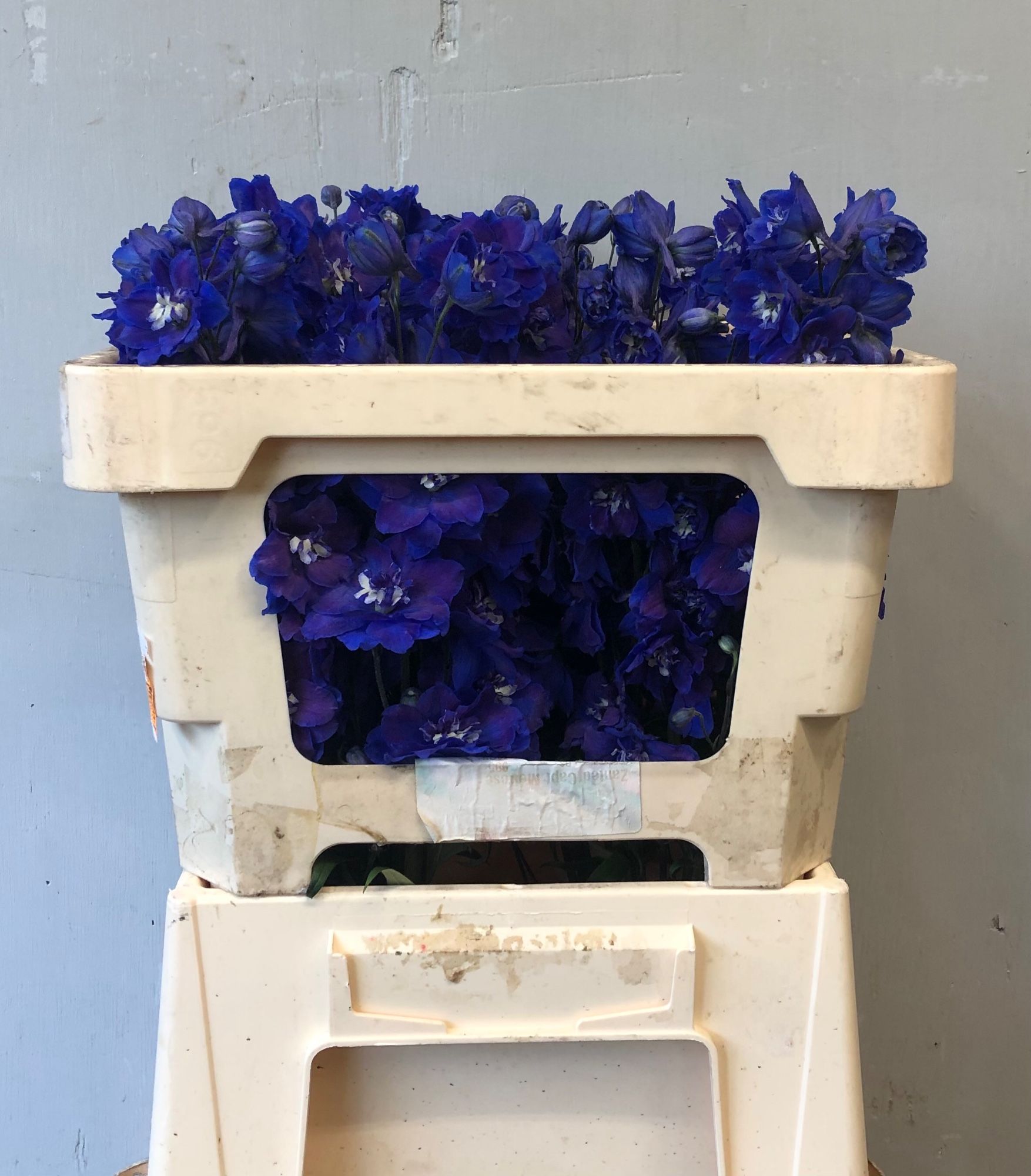 Delphinium El Double Dewi Blue Star 50cm